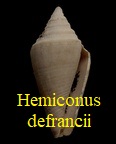Hemiconus defrancii, Deshayes 1865